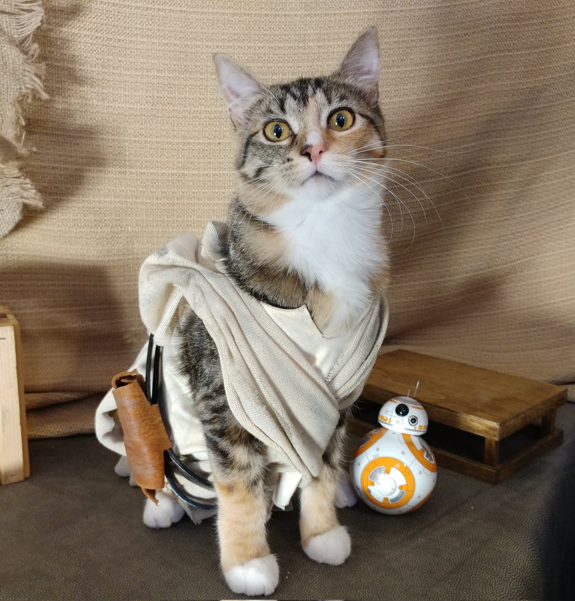 Cat Cosplay on X: "May the 4th be with you. https://t.co/olLYEMprxk" / X