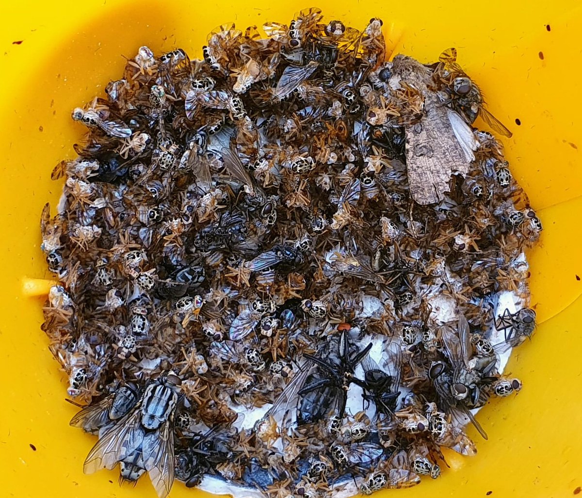 Seguimos muy preocupados por las altas capturas de #Moscadelafruta #CeratitisCapitata
✅ Tratamientos en las últimas semanas antes de cosecha
✅ Aplicacion de captura masiva o atracción y muerte
✅ Recogida o destrucción de frutos tras la recolección
✅Consulta técnico de ATRIA