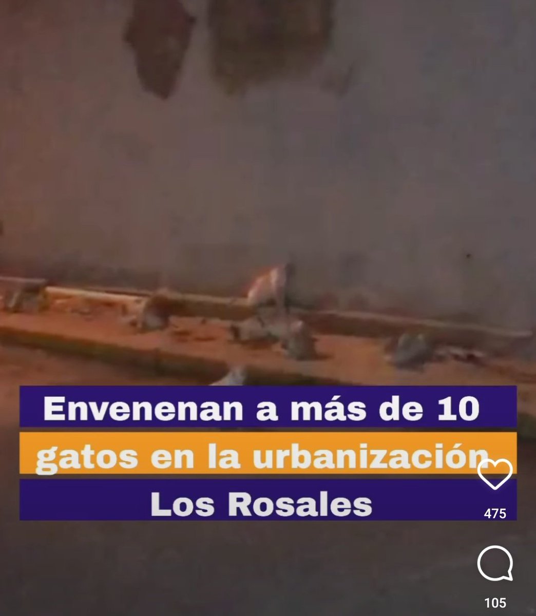 Todos los días pido porque se acabe el sufrimiento de muchos animalitos en el mundo. Y que las personas que hacen mal paguen sus atrocidades