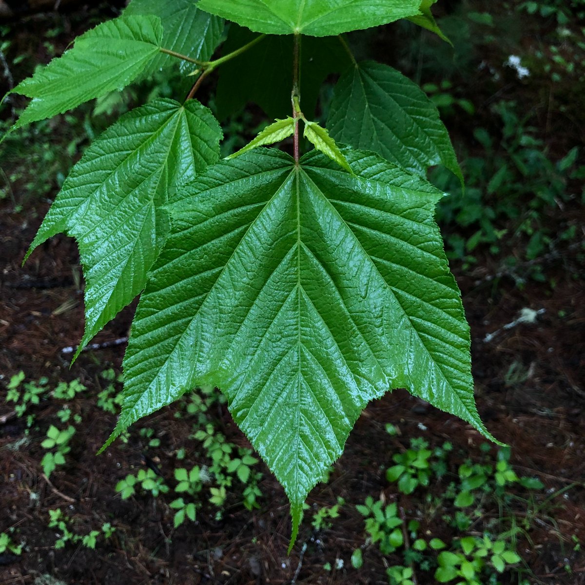 CanadaTrees's tweet photo. Can you ID this Wabanaki forest tree by its distinctive leaf shape and pattern?
#IdentiTree #TreeID https://t.co/pGUICnsuNe