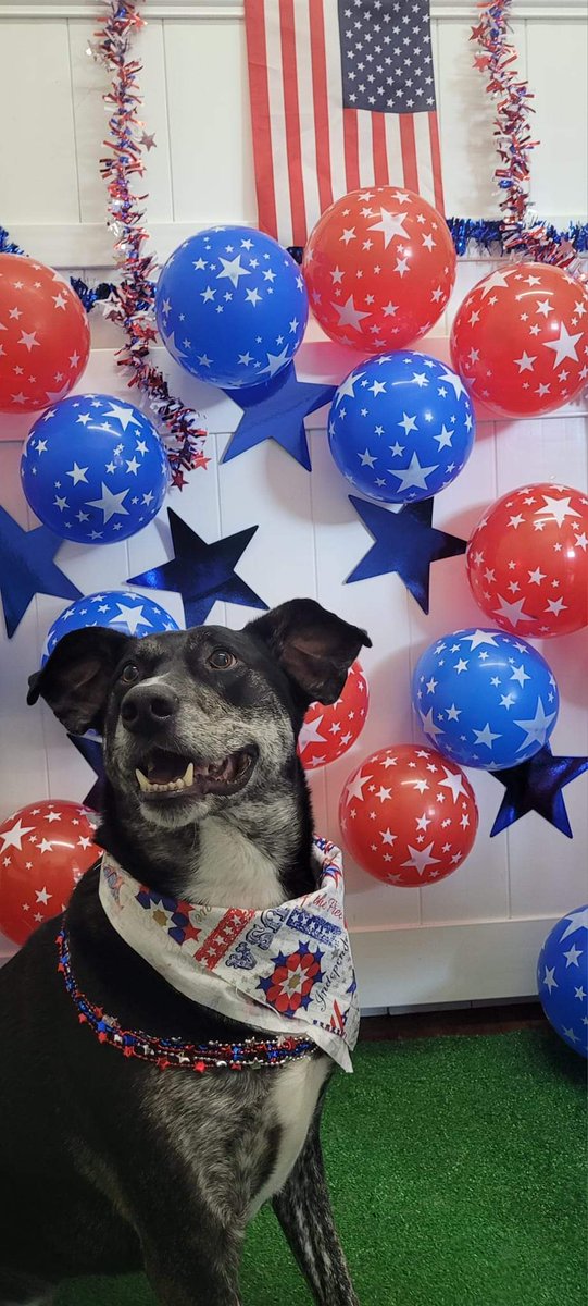 The_AutoValet's tweet photo. Happy #IndependenceDay from our very own mascot Auto The @famousvaletdog #famousvaletdog #1776 courtesy of @HappyHoundDogs #PawsitiveStuffFromAuto #k9sforwarriors #JacksonvilleValet @The_AutoValet https://t.co/kHjjNBXIiI