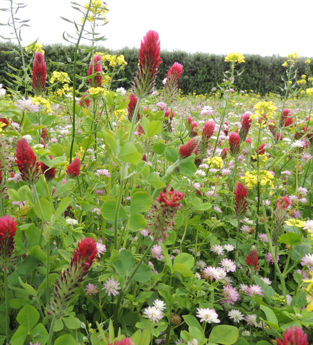 Some of the wildlife that we're fortunate enough to share our island with. A proud thrush, echiums full of bees, baby swallows emerging from their nests and wild flower margins around our fields.
scillyflowers.co.uk/favourite-video
#sustainablefarming #scilly #gardenbirdsuk