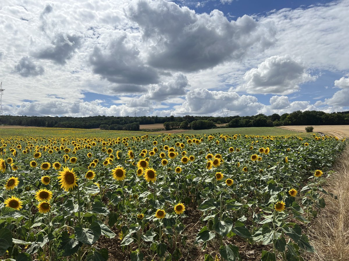 VirginieChicago's tweet photo. #doucefrance   #été2023 https://t.co/UArRsT4NvI
