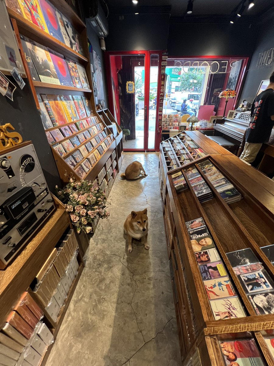 kkfilm_archive's tweet image. Vietnam. Music day. 
Got LP by Suboi and cute shibas.
#timerecords