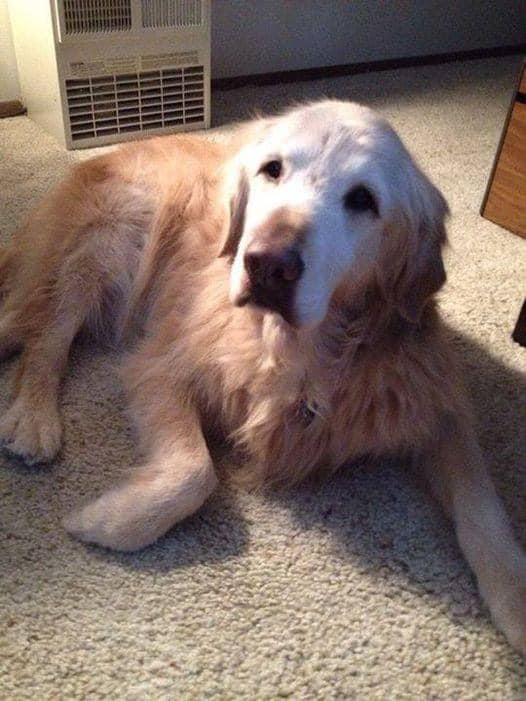 The Dalbo Dog tweet media