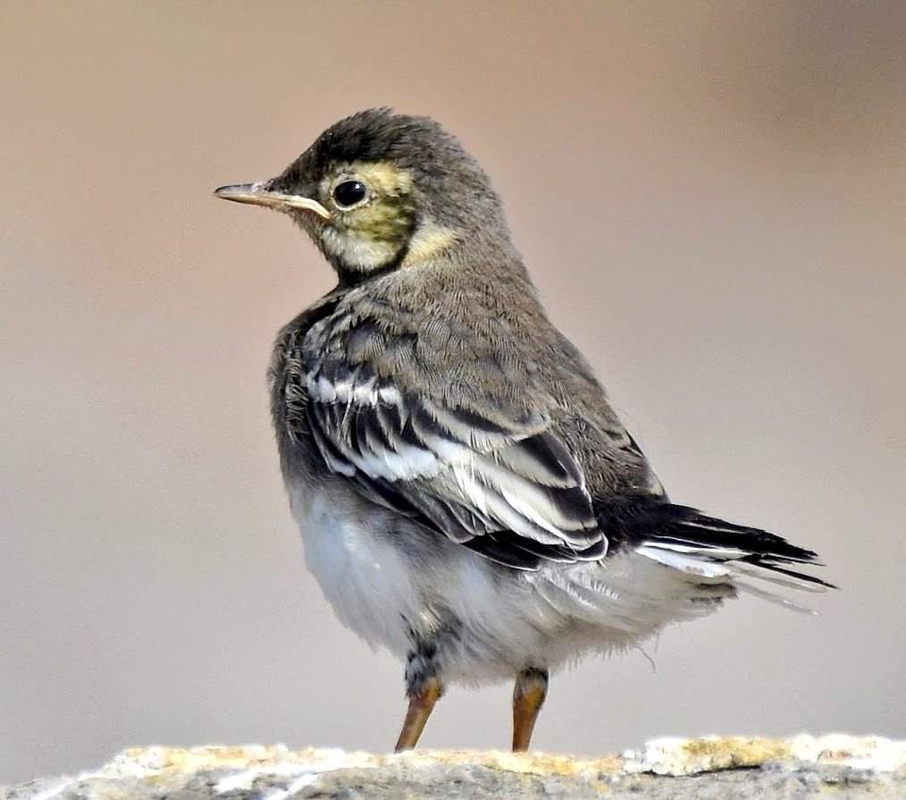 CarlBovisNature's tweet image. I have a Bluesky invite code, who would like it? 😊 
  Reply to this photo of a very cute fledgling Pied Wagtail &amp;amp; use the hashtag #BlueskyCode... Will choose one person who does so to receive the code. 😊🐦