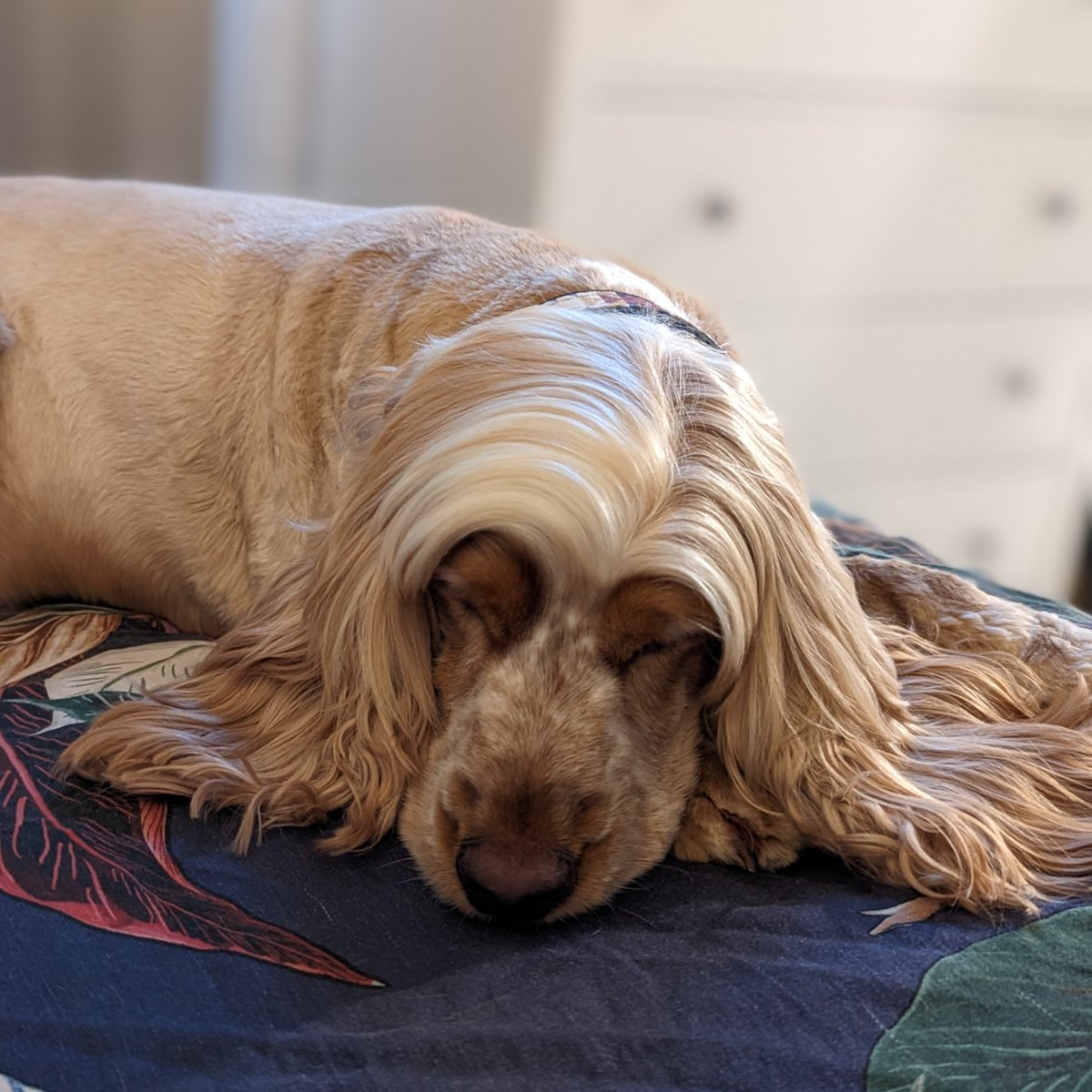 Now that’s what we call a good hair day! Toby’s nightly brush was powered by Knot Sure!

📷 @toby_g_cocker

#Animology #KnotSure #CockerSpaniel