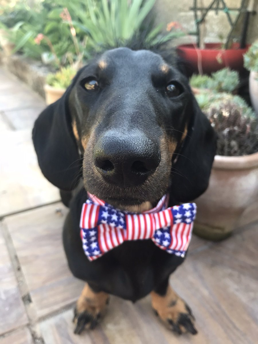 PicklesDexter's tweet photo. Bold stripes, Bright stars. Happy 4th of July #IndependenceDay #4thofJuly https://t.co/Bux1U23sS4