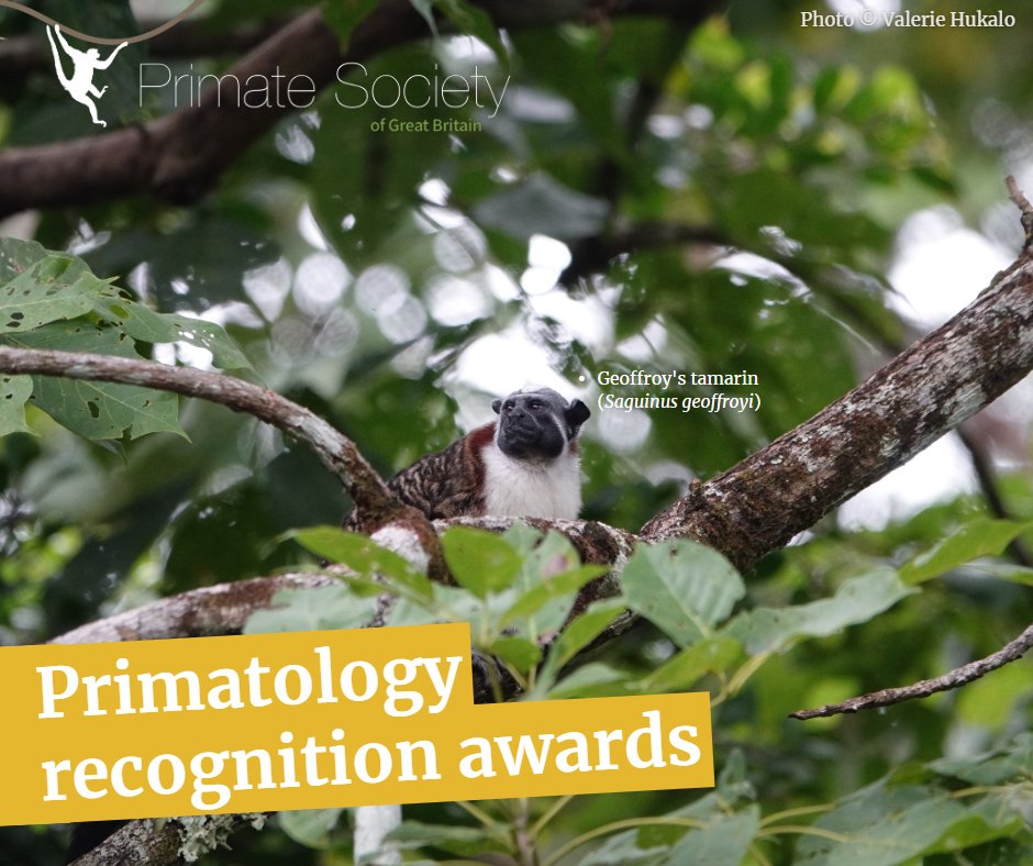 Our newest award scheme, designed to recognise the contributions made by undergrads &amp; postgrads to #primatology, has been a success! Well done to all awardees 👏 Find the full list on our website 👉 psgb.org/pages/psgb-pos…
