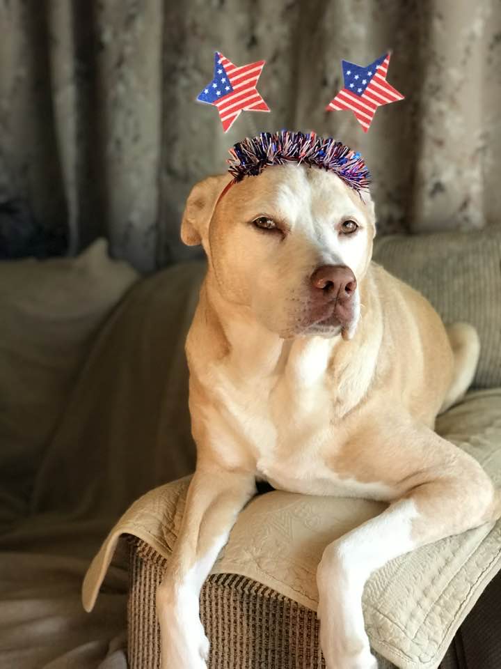 NOLAsDog's tweet photo. Happy Birthday America! 🇺🇸 #4thofJuly2023 #4thofJuly @dogcelebration @MargaretOrr #dogsoftwitter https://t.co/alxSNnQgmY
