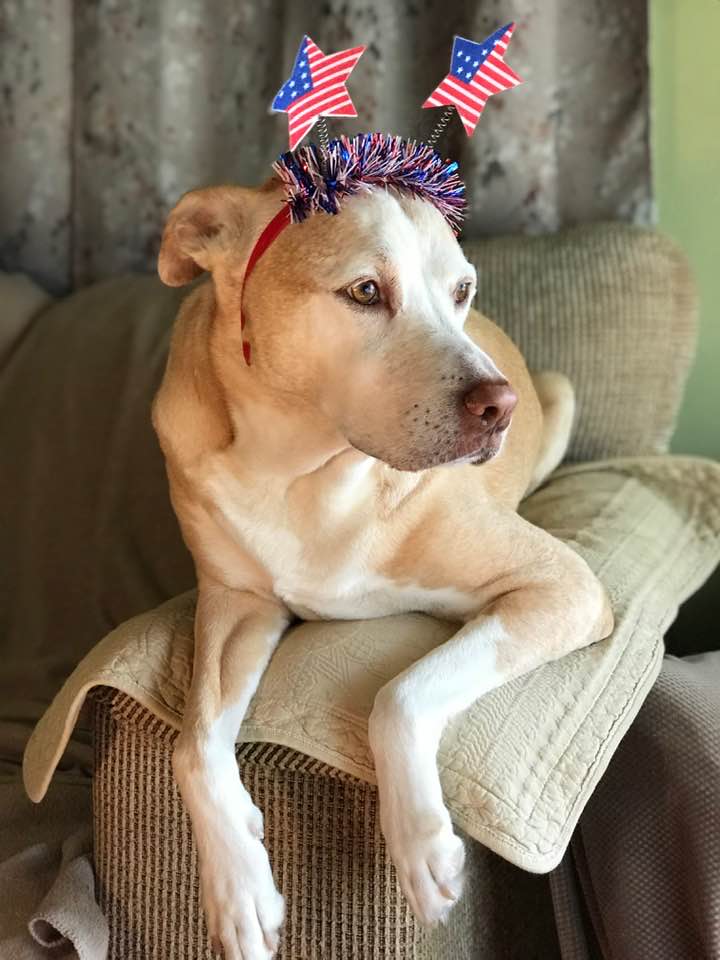 NOLAsDog's tweet photo. Happy Birthday America! 🇺🇸 #4thofJuly2023 #4thofJuly @dogcelebration @MargaretOrr #dogsoftwitter https://t.co/alxSNnQgmY
