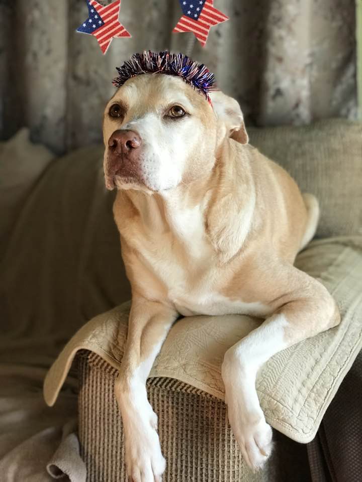 NOLAsDog's tweet photo. Happy Birthday America! 🇺🇸 #4thofJuly2023 #4thofJuly @dogcelebration @MargaretOrr #dogsoftwitter https://t.co/alxSNnQgmY