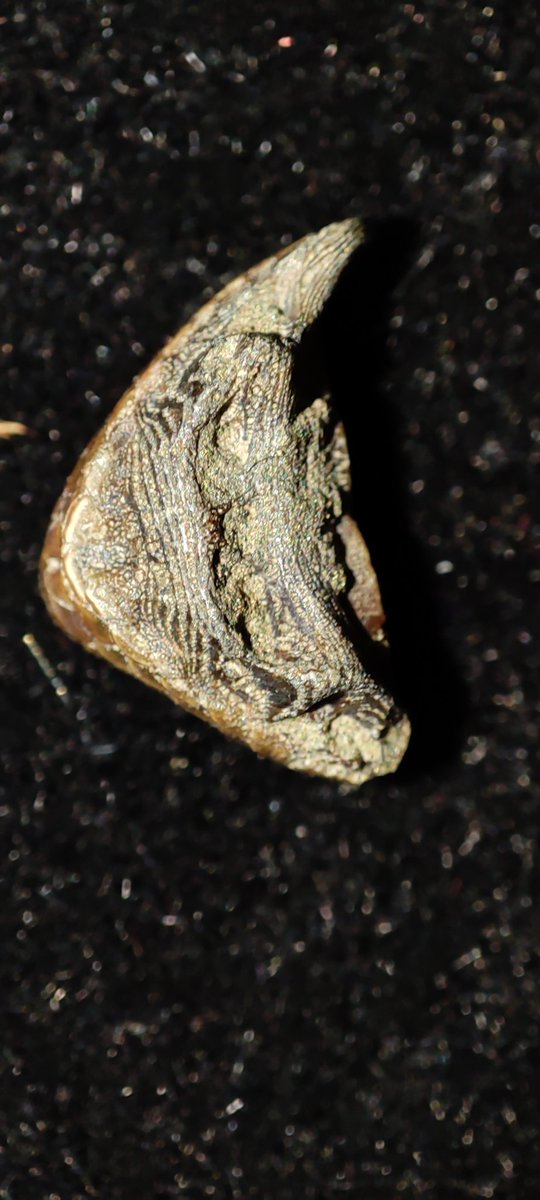 ForumFossil's tweet image. Today I found this beautiful example of a #fossil Triodon antiquus beak from the #Eocene, #Londonclay of the #IsleofSheppey. 
The preservation is stunning! #fishfossil, #threetoothedpuffer