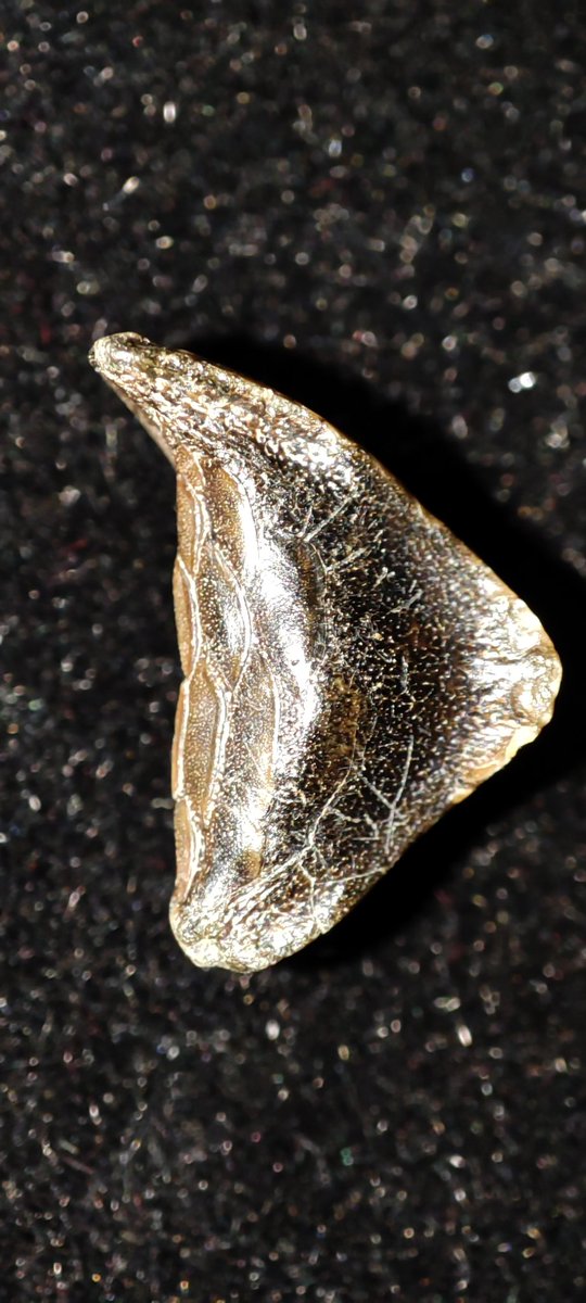 ForumFossil's tweet image. Today I found this beautiful example of a #fossil Triodon antiquus beak from the #Eocene, #Londonclay of the #IsleofSheppey. 
The preservation is stunning! #fishfossil, #threetoothedpuffer