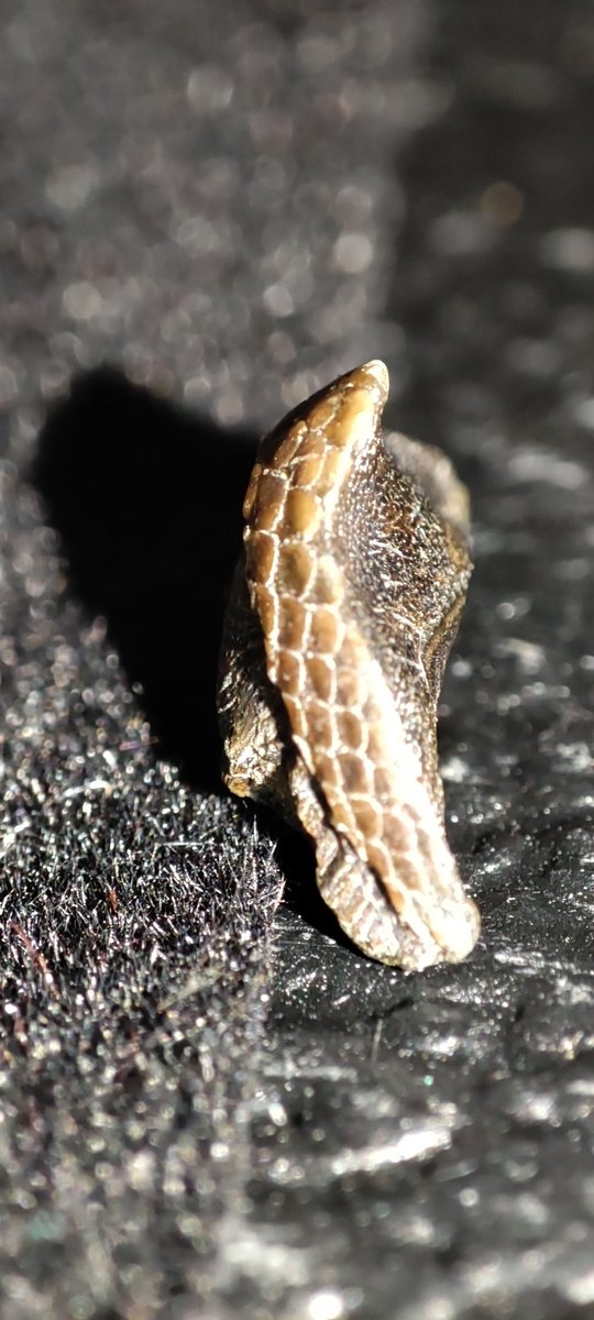 ForumFossil's tweet image. Today I found this beautiful example of a #fossil Triodon antiquus beak from the #Eocene, #Londonclay of the #IsleofSheppey. 
The preservation is stunning! #fishfossil, #threetoothedpuffer