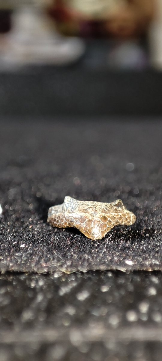 ForumFossil's tweet image. Today I found this beautiful example of a #fossil Triodon antiquus beak from the #Eocene, #Londonclay of the #IsleofSheppey. 
The preservation is stunning! #fishfossil, #threetoothedpuffer