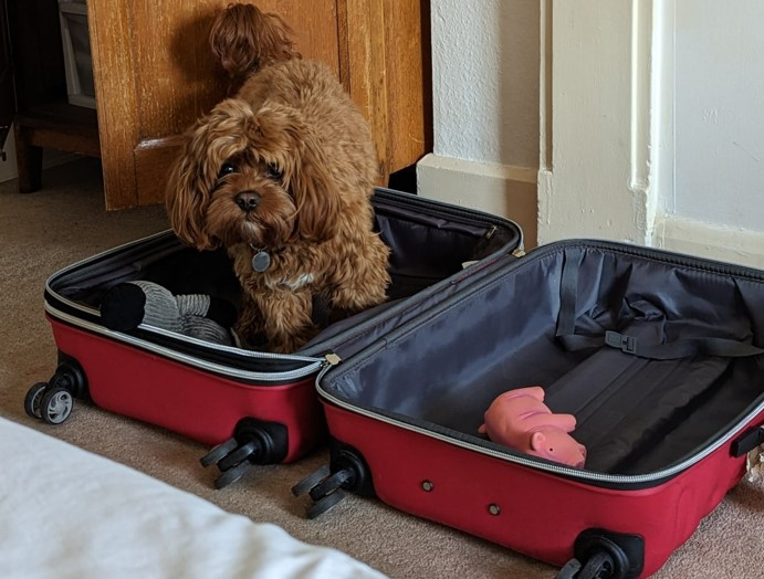 DrivinginFrance's tweet photo. 🐶Can I Take my Dog to France from the UK? 🇬🇧🇫🇷 Discover what u need to know about bringing your furry friend across the channel!
Bon voyage for you and your four-legged companion! 🐾✨ #TravelWithPets #DogLovers #FranceBound #DrivinginFrance
https://t.co/87w77fdpJo https://t.co/FHVK4ltKLe