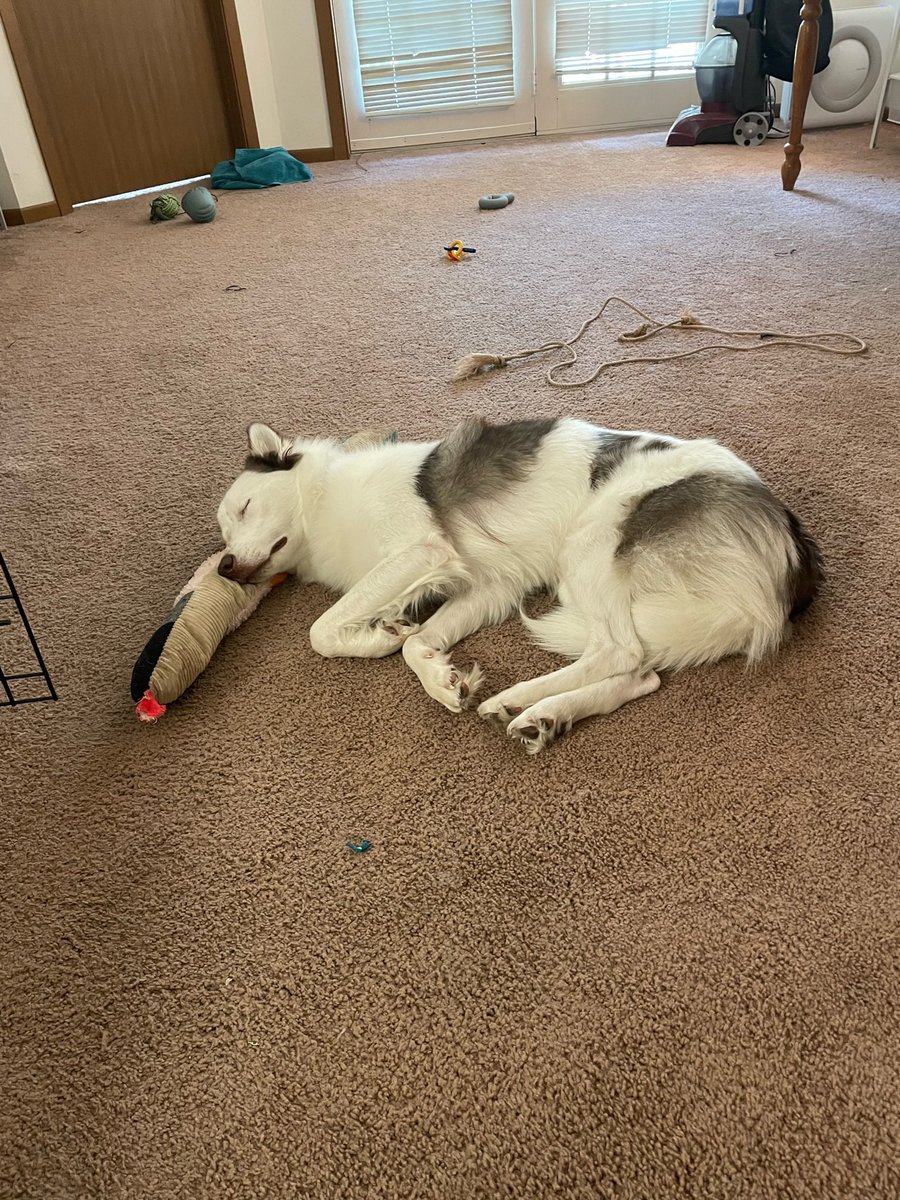 zklenske's tweet photo. @kiranapoleon He isn’t everyone’s vibe, but I learned a lot from Say It Once Dog Training (mainly on tiktok and insta) 

And because of that, Aloe is the sweetest dog .  I mean, maybe he is also just sweet inherently https://t.co/bi5KZbpuC1