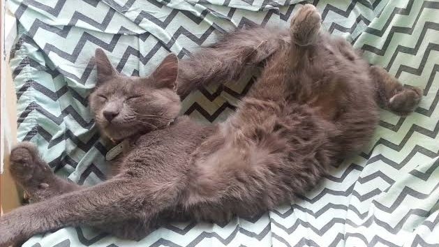 braindata_TH's tweet image. แมวใช้เวลา 2 ใน 3 ของชีวิต ไปกับการนอน 🐱

โดยทั่วไปแมวจะนอน 12-16 ชั่วโมงต่อวัน 
แมวเป็นสัตว์ที่ติดอยู่ 1 ใน 10 ของสัตว์ที่นอนหลับยาวนานที่สุดในโลก ในแต่ละวันแมวจะใช้ชีวิตส่วนใหญ่ไปกันการนอน 💤