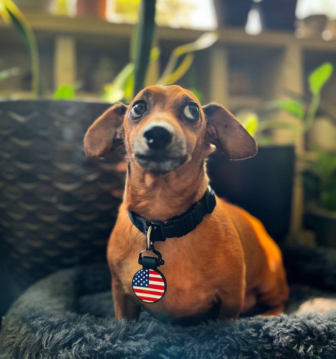 “Are those fireworks…?!?” 💥 👀 💥

Happy 4th of July! 🇺🇸

We’re wishing all of our SiliDog family a safe and fun Independence Day! ❤️🤍💙

#4thofjuly #independenceday #daschund