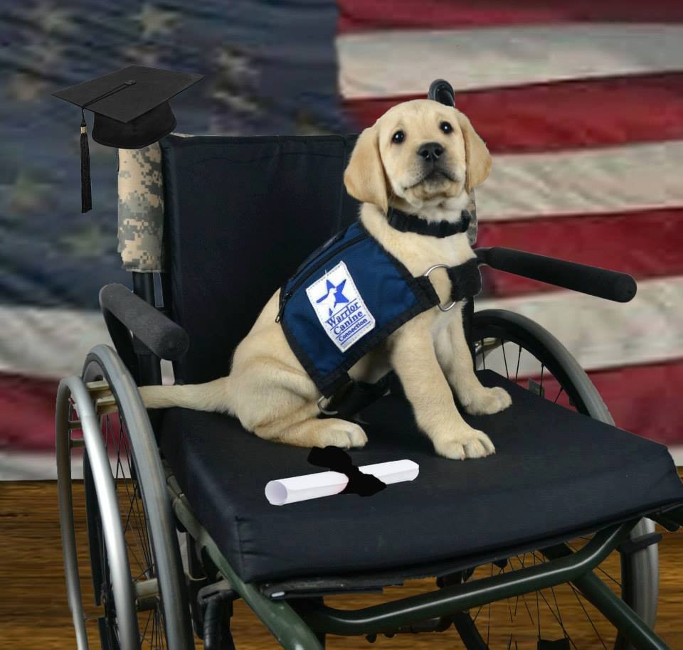 Dog Bless You tweet media