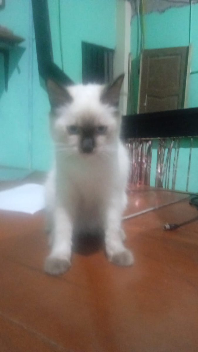 xiki_vane24's tweet photo. #LaBimba como va su crecimiento y cuidado 🥰🥰 con su familia #Duquesa asi la llamaron https://t.co/35VejLcvRZ