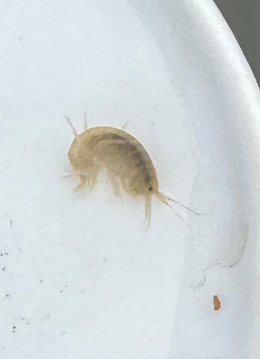 Everdon OLC tweet media