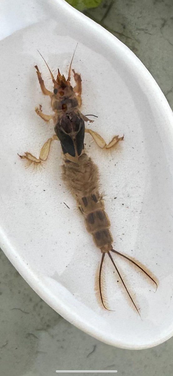 Everdon OLC tweet media