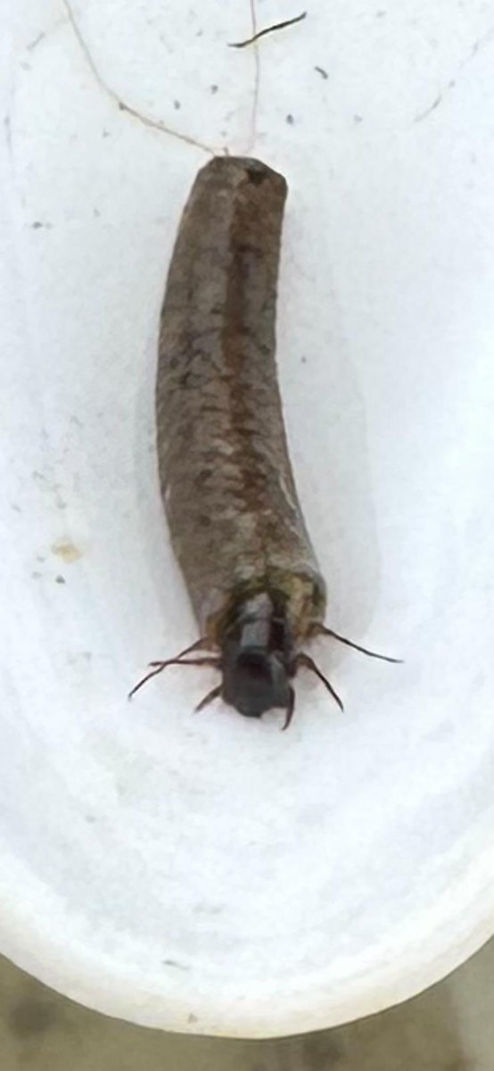 Everdon OLC tweet media