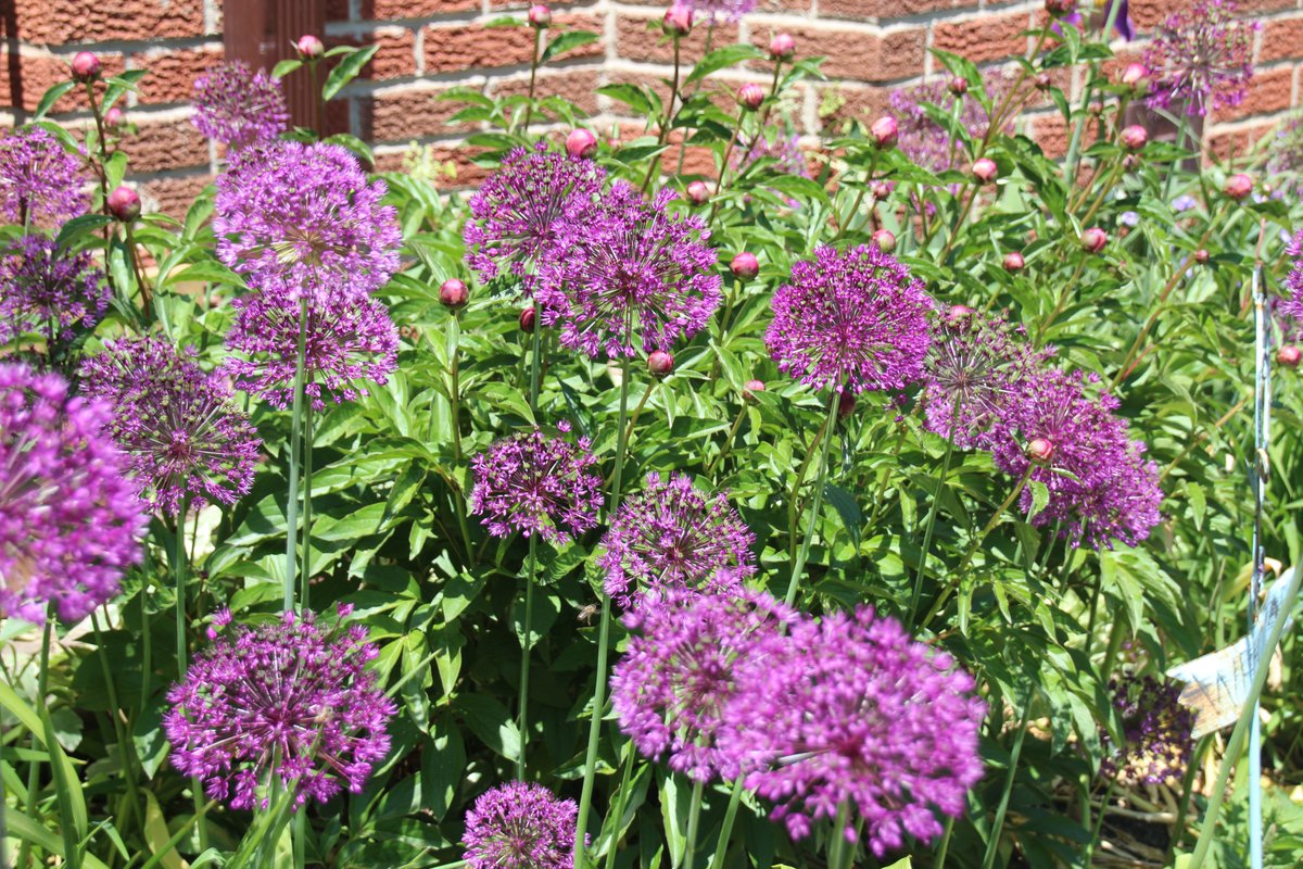 cityofbarrie's tweet photo. Here are some photos taken as part of this year's #CommunitiesInBloom in #Barrie. Are you feeling inspired? Thanks to all participants! https://t.co/VBr5NErqAJ @cibcef https://t.co/i7K1DwOZ8t