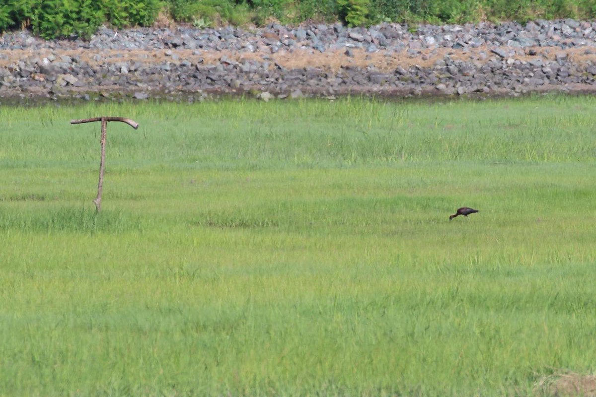 kyle_odonnell_'s tweet photo. There were at least four glossy ibises at Belle Isle yesterday!! This is the best shot I could get of one. https://t.co/L7LOrfHhtf