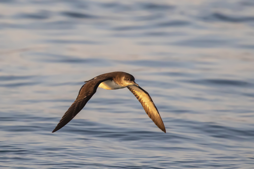 Analysis of global tracking data for 77 species of petrel reveals world’s most threatened #seabirds visit remote plastic pollution hotspots
NEW PAPER by <a href="/BethanyClark36/">Beth Clark</a> et al in <a href="/NatureComms/">Nature Communications</a>👉bit.ly/44wBYBc
Read the blog👉bit.ly/3NBweiU #Ornithology