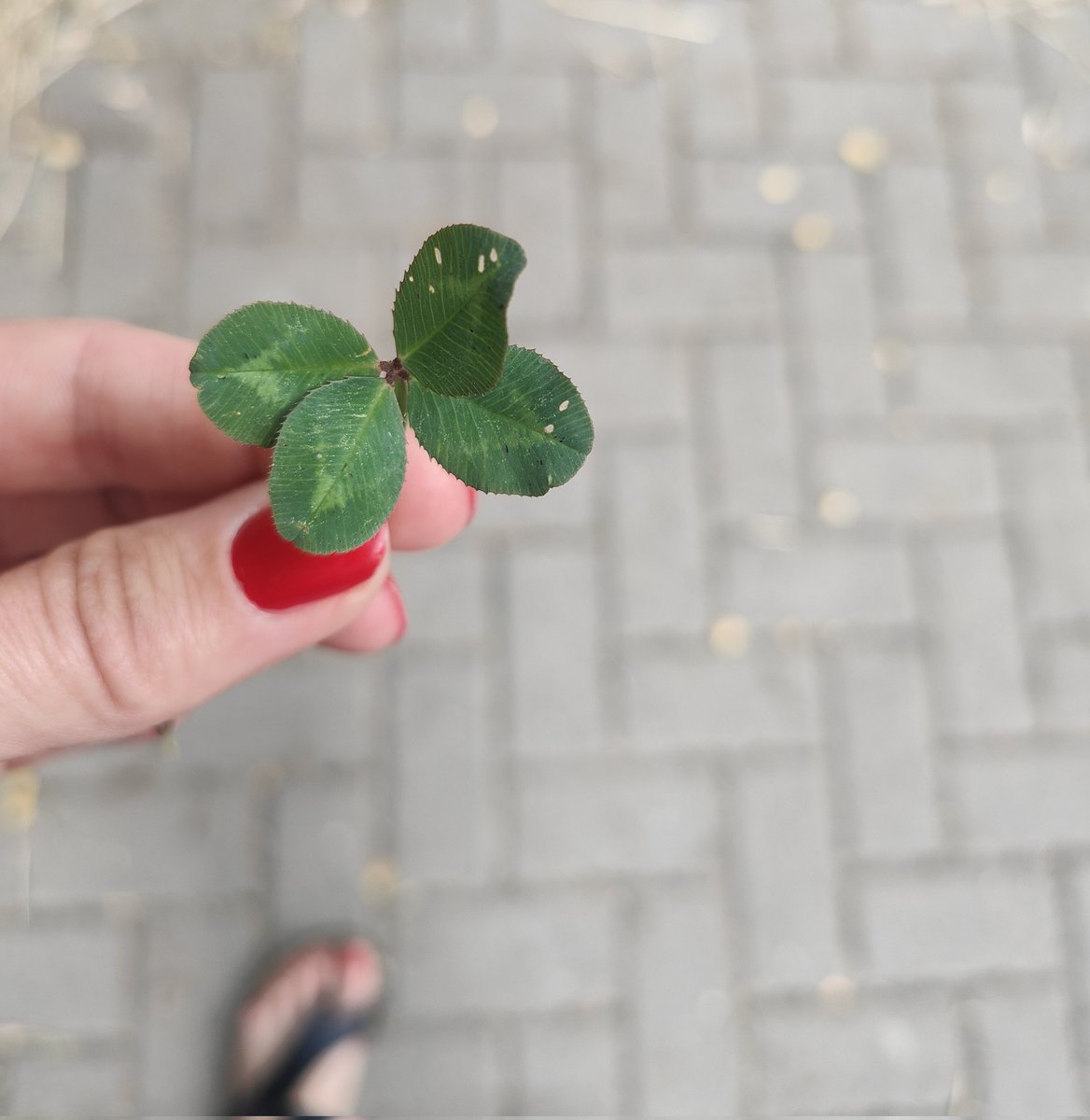 i pyk kolejna 🍀 
#fourleafclover