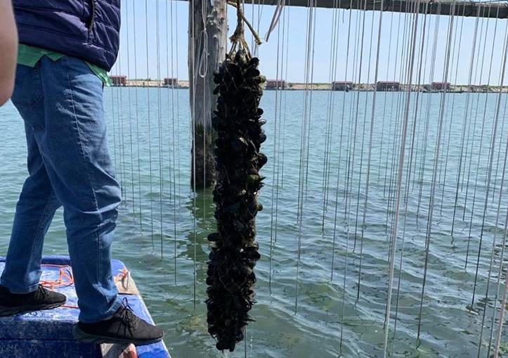 È difficile introdurre un'innovazione a cui è legata l'intero sviluppo dell'attività d'impresa. La vera impresa è stata vincere la reticenza verso le reti bio plastiche.
Sostituzione Plastiche per un’Acquacoltura Sostenibile
un modello per la Molluschicoltura #plasticfree