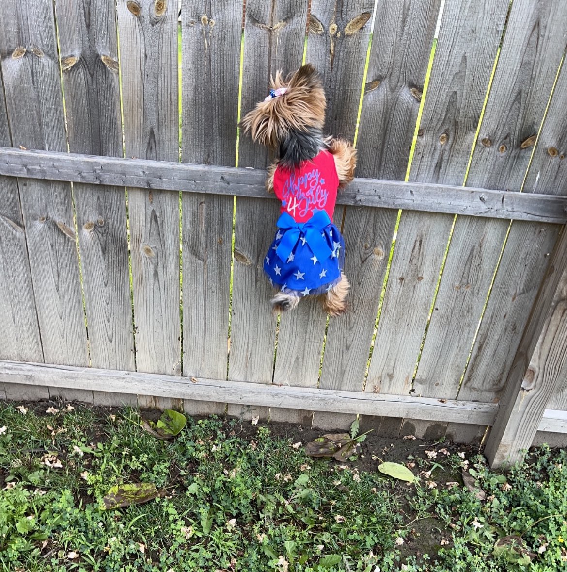 Happy 4th of July 🇺🇸 If I hang here long enough will the neighbors throw me a burger? #4thofJuly #FourthofJuly #HappyBirthdayAmerica #happy4th #cute #love #DogsOfTwitter #DogsOnTwitter #dogsarefamily #America