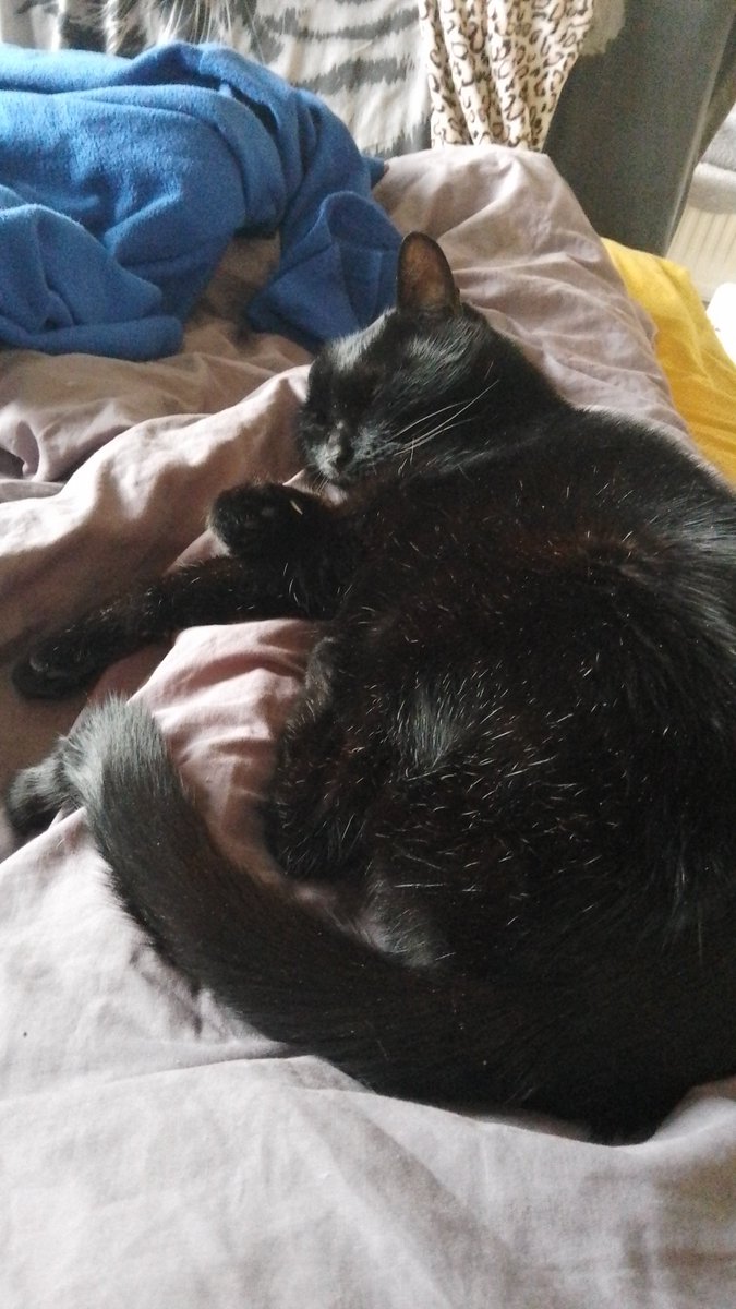 Fiery_Sapphire's tweet photo. @thekittenwinksy My Shroom boy snoozing earlier  😽 https://t.co/gbDvxcJM6q