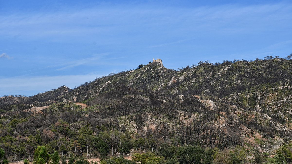 SomSegarra's tweet photo. Passejant per #Bellprat  dos anys després de l'incendi forestal  que cremà 1.657 ha, de les quals 1.069 en aquest municipi #baixasegarra
@lasegarra @BellpratSE @Espitllera  @caminsnatura https://t.co/bKGcsfgRAp