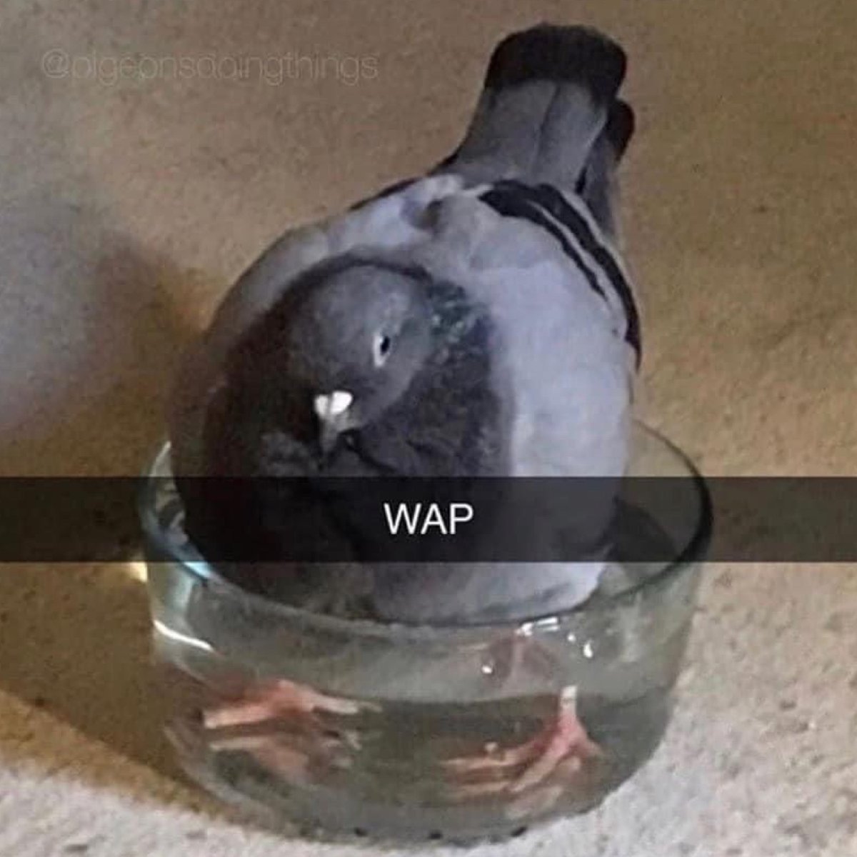 deadinsidebut_'s tweet photo. 🐦💦

[credit: @pigeonsDT 
#wap #pigeon #pigeonmeme #stolenmemes #humour #humor #funnymemes #funnystuff #deadinsidebutlol #sillymeme #funnymeme #funnymemesdaily #dumbbutfunny #mademelaugh #pigeonsdoingthings https://t.co/KHx8WyWpsj