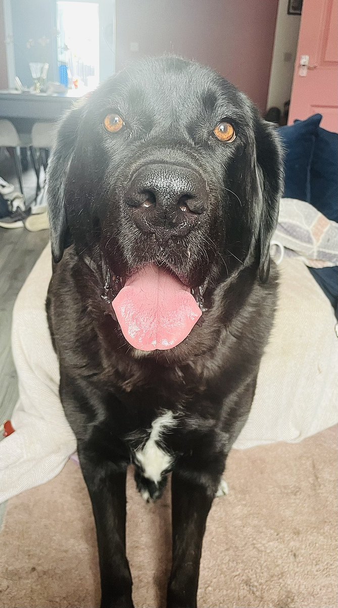 Louisew81502639's tweet photo. Happy tongue out tuesday! 
Happy 4th July to all of our American friends! 🇺🇸 Lots of 🎆🎇 today, so stay safe pals. #dontgetscarednow https://t.co/0HwX1qFoJ8