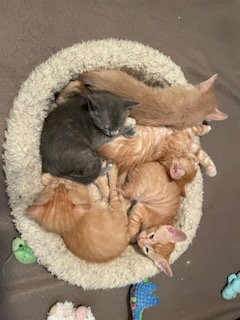 TpawsNoKill's tweet photo. Happy 4th of July! Check out this week's Mewsings for important updates and cute photos. - https://t.co/wfSE55cgEV https://t.co/afFk6PkHYW