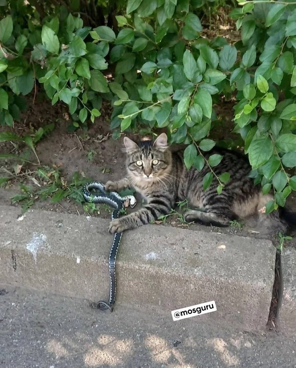 👀В Сосновом бору обнаружен пушистый ловец змей