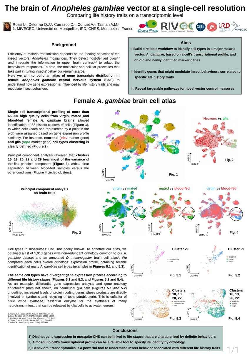 Irene Rossi tweet media
