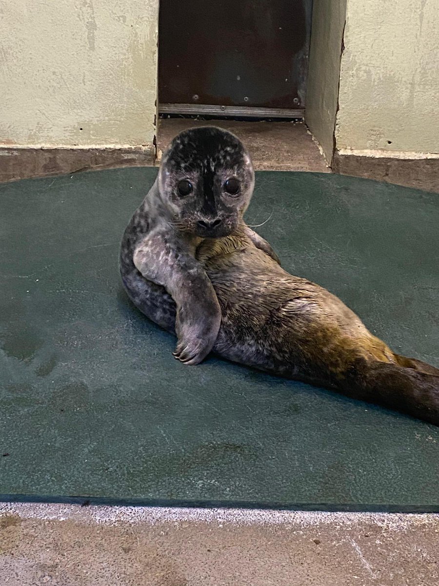 CUTE ALERT!!! Our Little Kelpie is such a character 🤣 she was monitored and brought to us by the BDMLR team from Thurstaston beach in the Wirral. She now begins her rehabilitation journey with us starting off with some delicious fish soup🐟 <a href="/RSPCA_official/">RSPCA (England & Wales)</a> <a href="/BDMLR/">BDMLR</a> <a href="/nantwichnews/">NantwichNews</a>