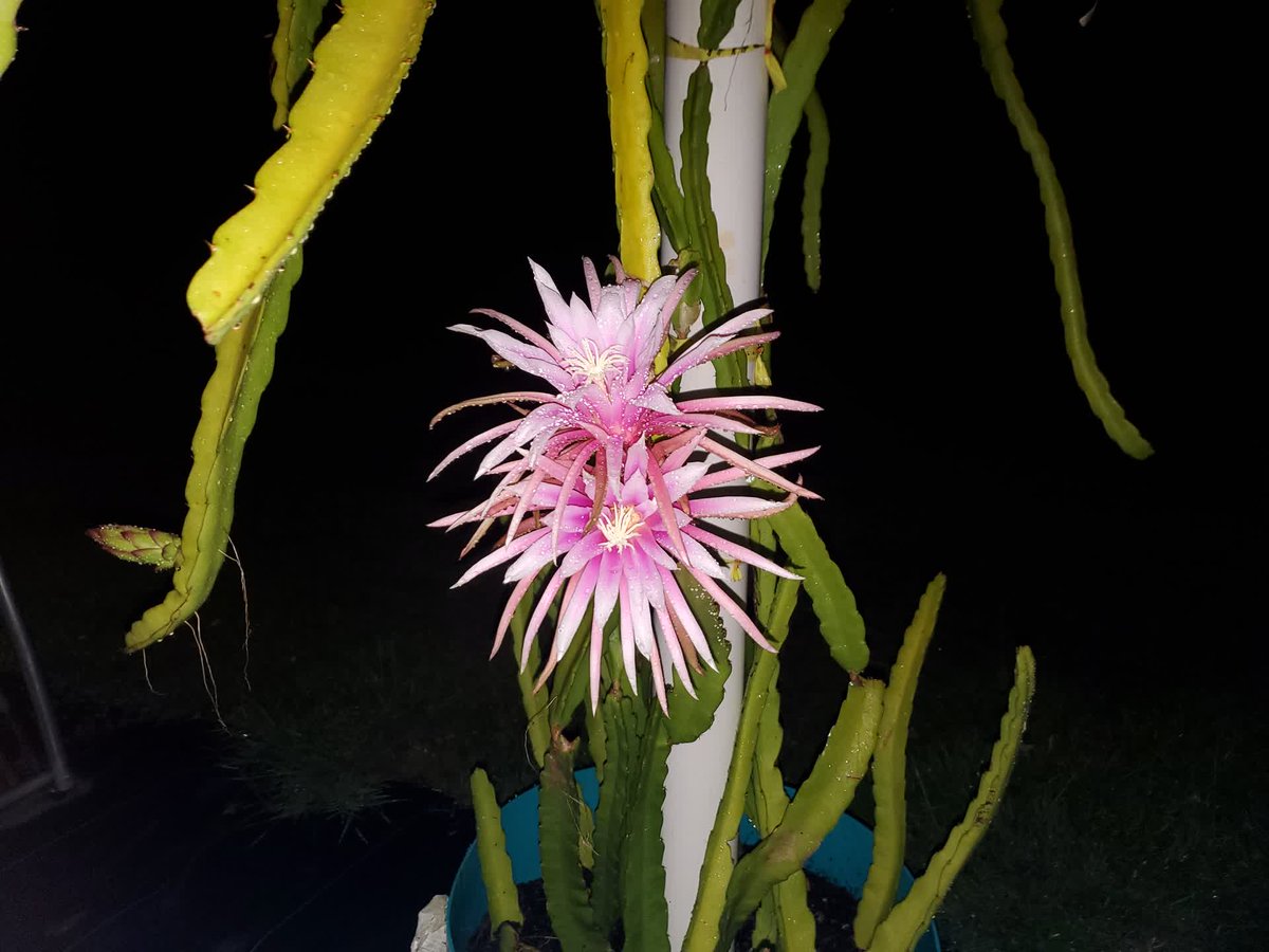 SpicyExotics's tweet photo. Happy Independence Day from @SpicyExotics ! As fireworks explode, we experience the first bloom of our own hybrid this holiday. #SpicyExotics #DragonFruit #Pitahaya https://t.co/zvGtCOObPy