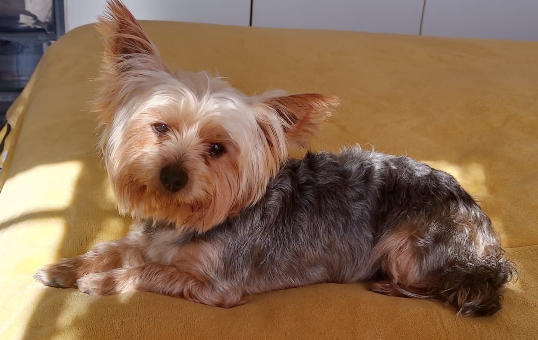 SAYorkieRescue's tweet photo. Gauteng, Boksburg
#adopt Bailey 1 year old #maleyorkie 
loves everyone #yorkie looking for his #FUREVERHOME 

#adoptapet #AdoptDontShop #yorkshireterrier #adoptayorkie
Read more https://t.co/fH6bdFwTDD

https://t.co/PaFDHtfq0u
https://t.co/YIDeLI6awJ 
#SAYRGauteng
@SAYorkieRescue https://t.co/Z0om6piPM9