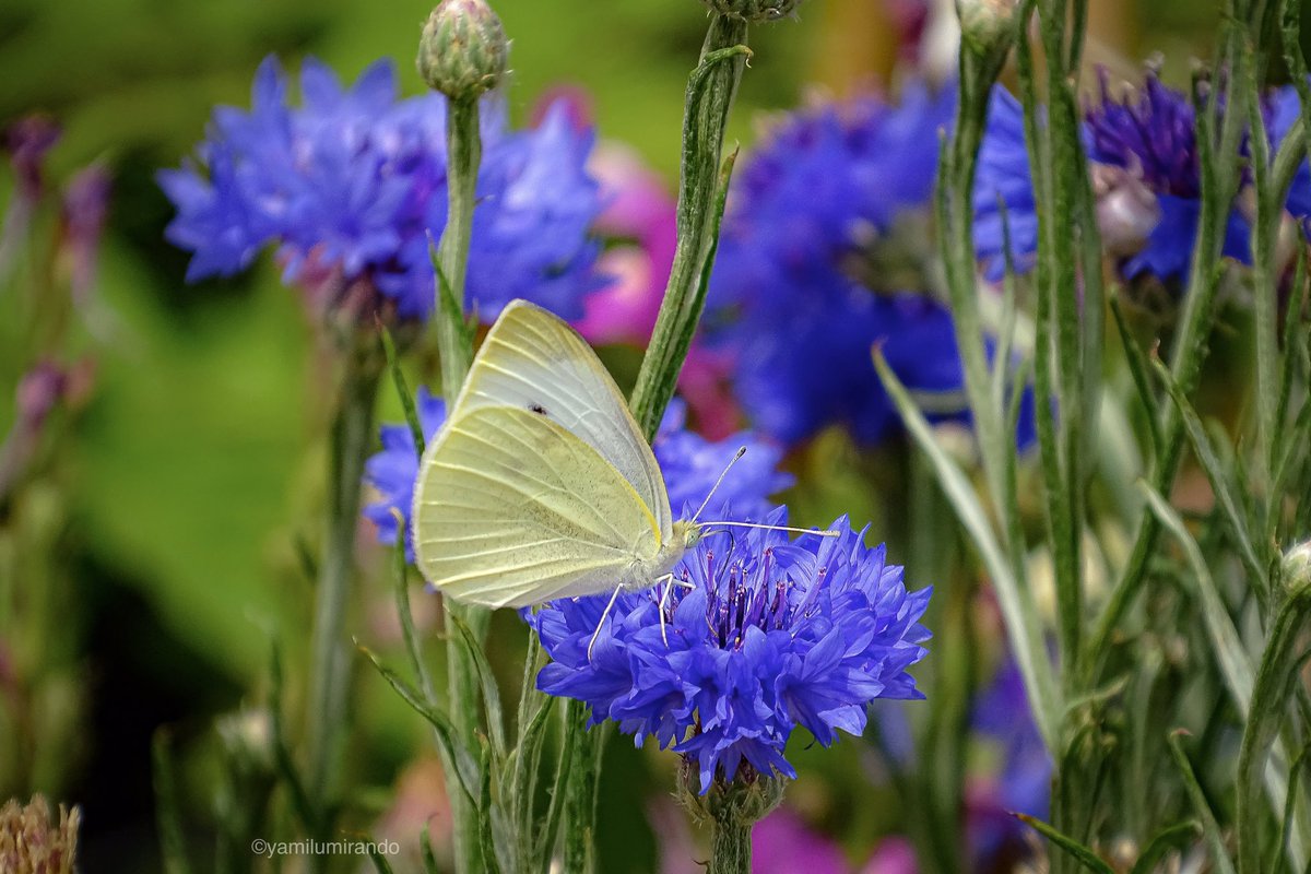 milenramas's tweet photo. alas buenos días, alazul y alamarilla

mariposa de la col y kornblume

#blau #aciano #schmetterling #jardiinterior https://t.co/tYlbUTRYip