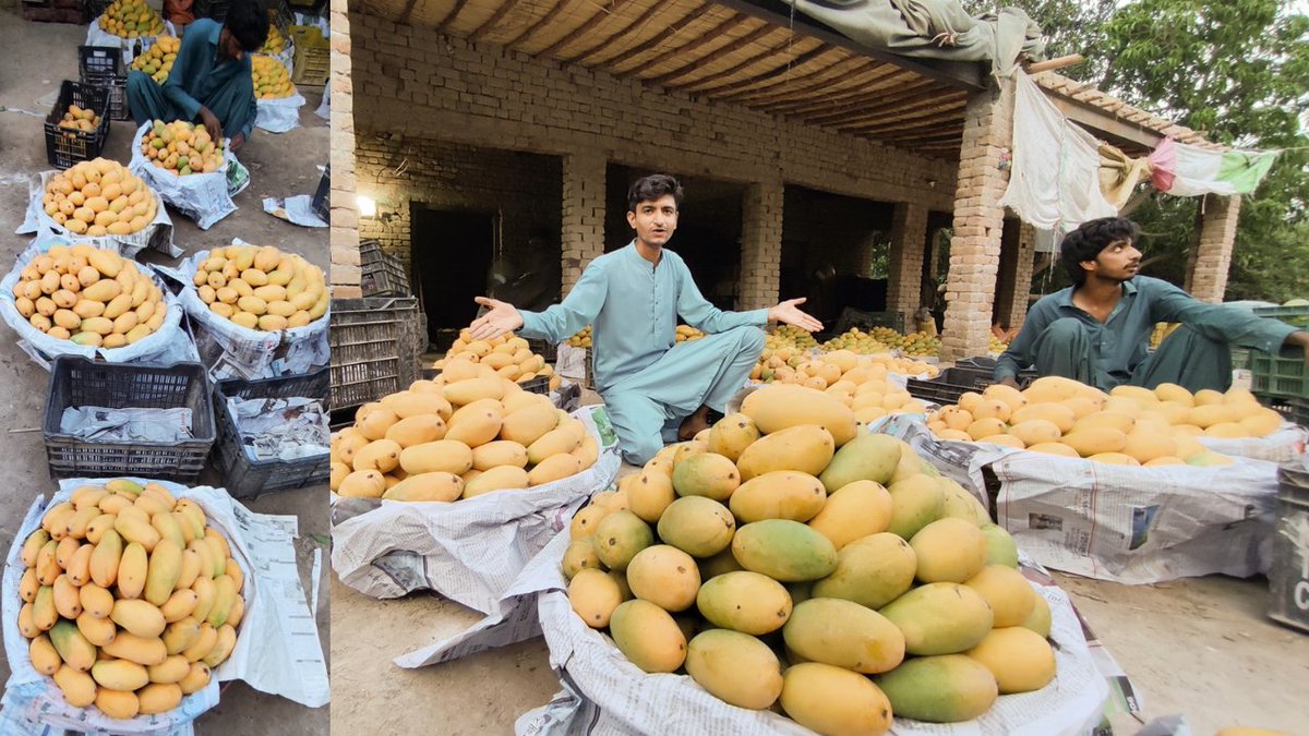 MuaviaZahoor's tweet image. Mangoes Garden in my Village (Village Vlog).
@MuaviaZahoor #mangofarm #dailyroutine #villagelife