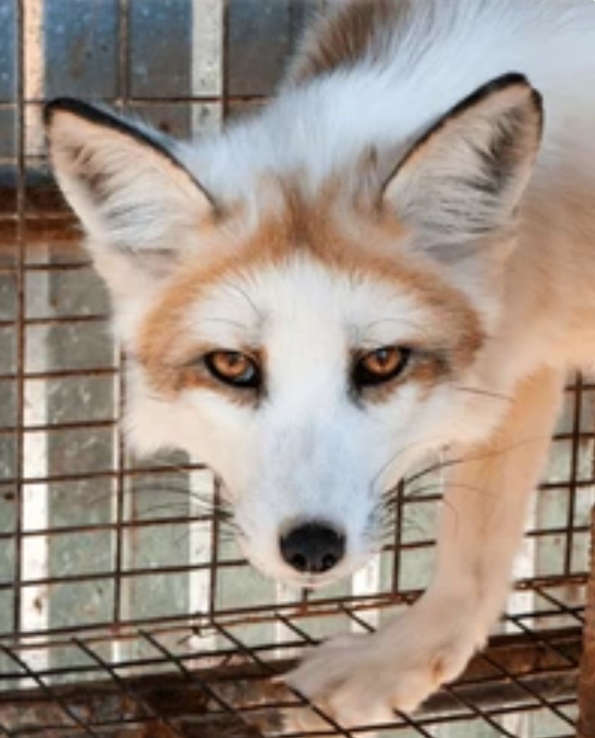 PerfectMisty's tweet photo. @KirsiKilpinen Despicable
We banned Fur farms because of the cruelty involved yet still allow the skin and fur of slaughtered Animals to be imported
#ImportingCruelty
#BanRealFur https://t.co/6And6FRQMG