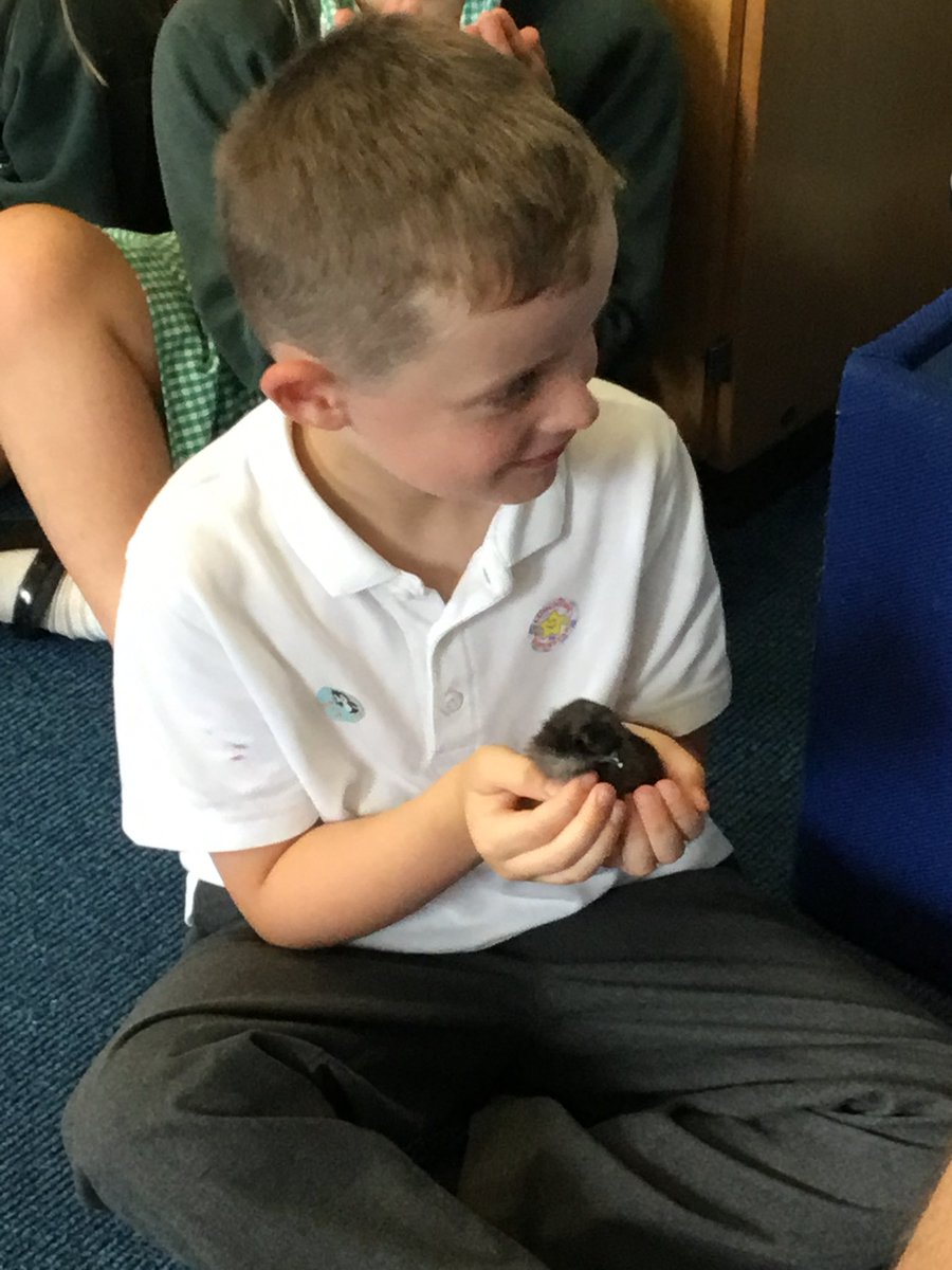 G_M_P_SClass1GC's tweet photo. We were lucky enough to hold some 4 day old chicks😍 🐥 Thank you for letting us meet them 🐣 https://t.co/ciP0HOQ3R5