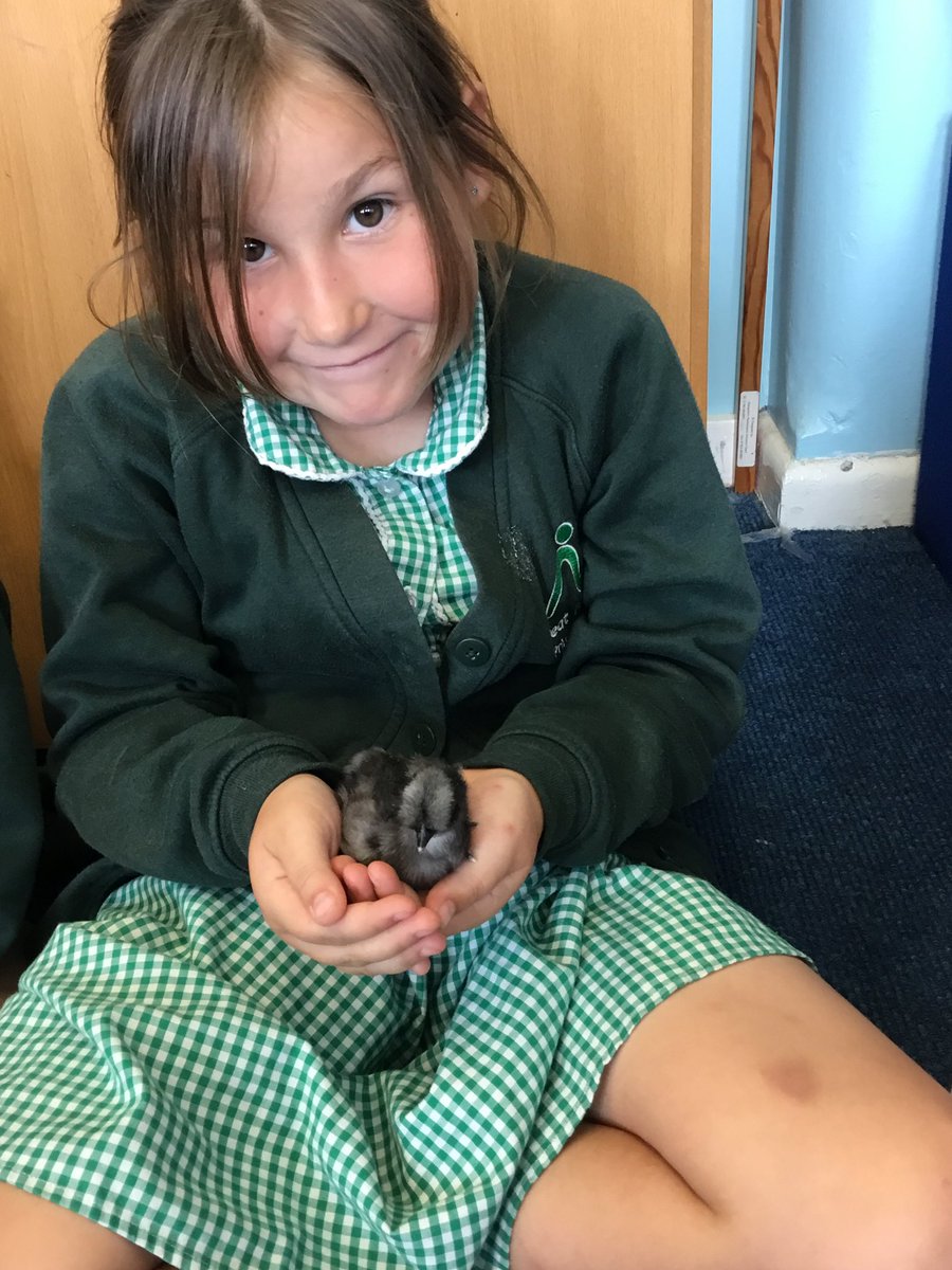 G_M_P_SClass1GC's tweet photo. We were lucky enough to hold some 4 day old chicks😍 🐥 Thank you for letting us meet them 🐣 https://t.co/ciP0HOQ3R5